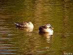 20090305ksm031.jpg
