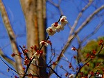 20090305ksm041.jpg