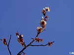 20090305ksm043.jpg