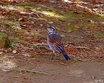 20090305ksm058k.jpg