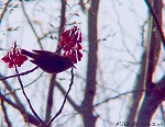 20090305ksm067k.jpg
