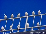 20090319msg003.jpg
