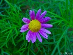 20090319msg023.jpg