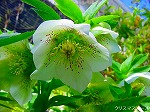 20090319msg030117.jpg