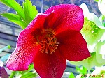 20090319msg031118.jpg