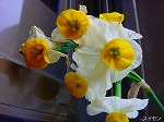 20090319msg034.jpg