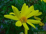 20090319msg036.jpg