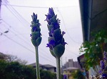 20090319msg037.jpg