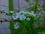 20090319msg080.jpg