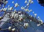 20090319msg094.jpg
