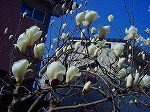 20090319msg097.jpg
