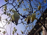 20090319msg107.jpg