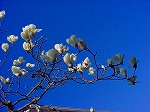 20090319msg111.jpg