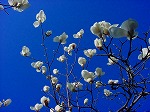 20090319msg114.jpg