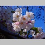 20090402msg003.jpg