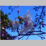 20090402msg006.jpg