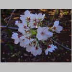 20090402msg007.jpg