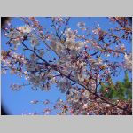 20090402msg015.jpg