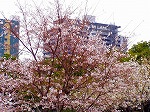 P4050034.jpg