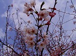P4050040.jpg