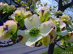 20090413yth019.jpg
