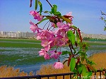 20090413yth074.jpg