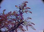 20090413yth080.jpg