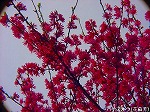 20090413yth088.jpg