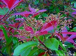20090413yth097.jpg
