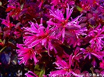 20090413yth105.jpg
