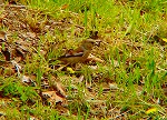 20090416aob036k.jpg