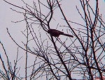 20090416aob065k.jpg