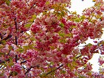 20090416aob068.jpg