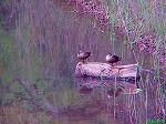 20090416aob075.jpg