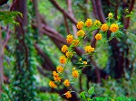 20090416aob076.jpg
