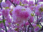 20090416aob111.jpg