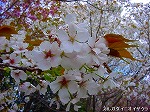 20090416aob117.jpg