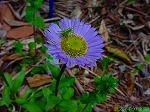 20090416aob131.jpg