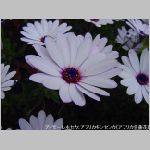 DSC04561.jpg
