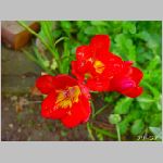 DSC04576.jpg