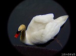 P5070003.jpg