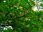 P5070052.jpg