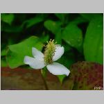 20090615amn013.jpg