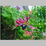 20090615amn015.jpg
