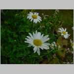 20090615amn026.jpg