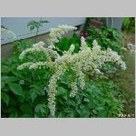 20090615amn027.jpg