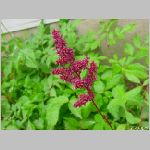 20090615amn028.jpg