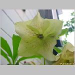20090615amn029.jpg
