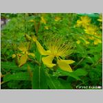 20090615amn032.jpg