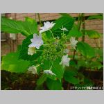 20090615amn034.jpg